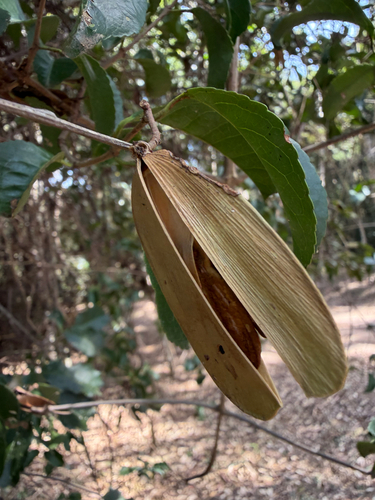 Hippocratea volubilis, photograph 2