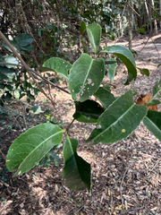 Hippocratea volubilis, photograph (c) Pedro Alvaro Neves, some rights reserved (CC BY)