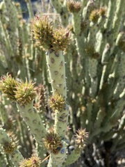 Cylindropuntia tesajo