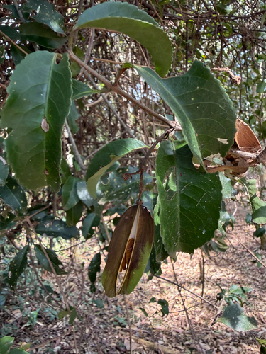 Hippocratea volubilis, photograph 3