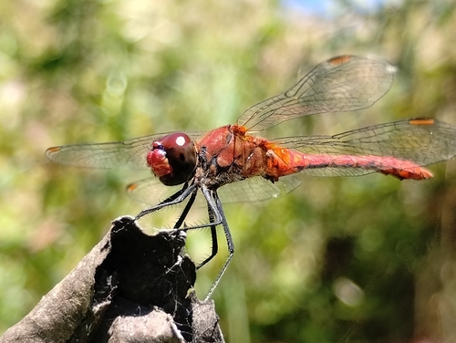 Ruddy Darter