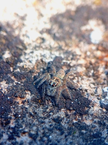 Red-bellied Jumping Spider
