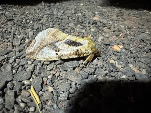 Dot-underwing Moth
