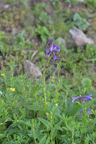 Nepeta prattii