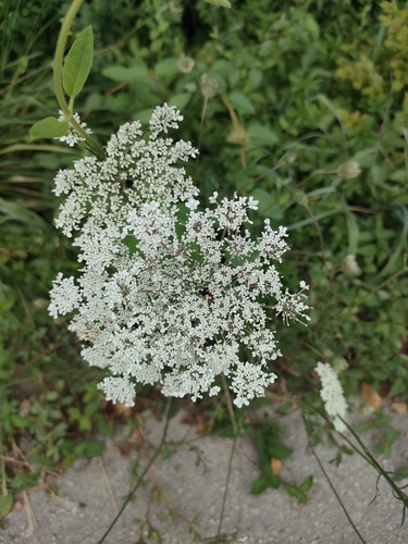 wild carrot