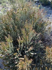 Cylindropuntia tesajo