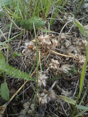 Trifolium striatum, photograph 3