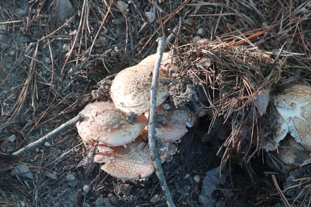 blusher · August 2026 · photo: Photo: (c) Mark Apgar, some rights reserved (CC BY) · iNaturalist