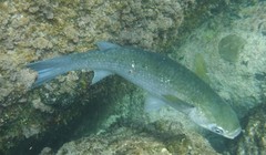 Crenimugil crenilabis