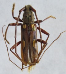 Eburia laticollis