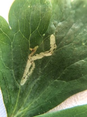 Phytomyza minuscula