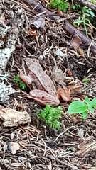 Lithobates sylvaticus image