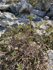 Euphorbia tomentulosa