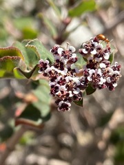 Euphorbia tomentulosa
