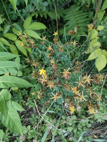 Common St. John's Wort