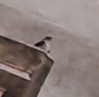 Eurasian Crag-Martin