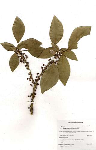 large-leaved cola (Cola mossambicensis)