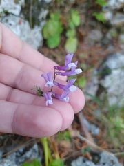 Vicia villosa microphylla