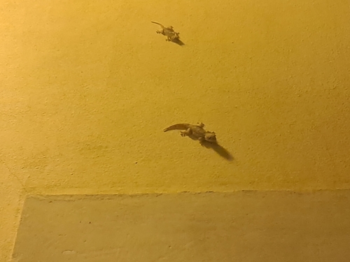 Moorish Gecko