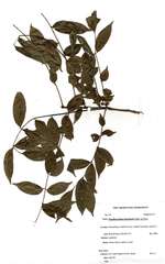 Zanthoxylum leprieurii