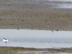 Calidris temminckii