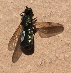 Chloromyia