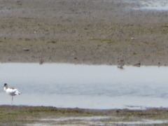 Calidris temminckii