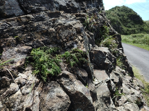Odontosoria biflora observed 2026-08-16