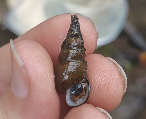 Pleurocera gradata observed 2026-08-16
