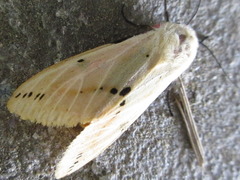 Spilarctia seriatopunctata