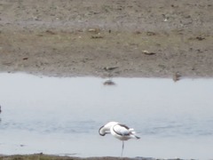 Calidris temminckii