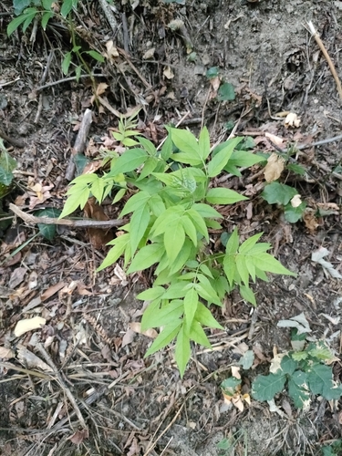 tree-of-heaven