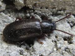 Luprops orientalis
