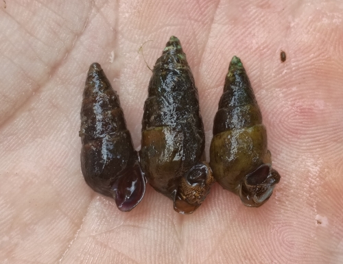 Pleurocera gradata observed 2026-08-15