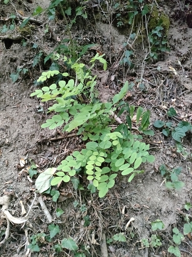 black locust