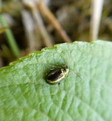 Crepidodera fulvicornis