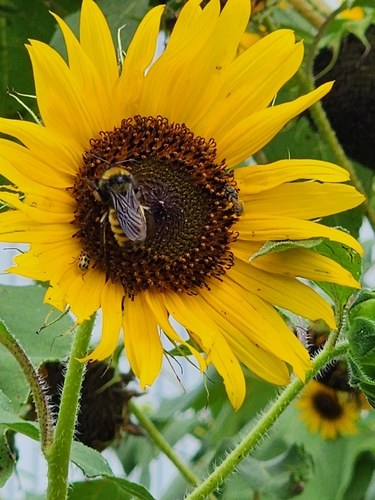 American Bumble Bee