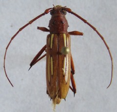 Eburodacrys havanensis