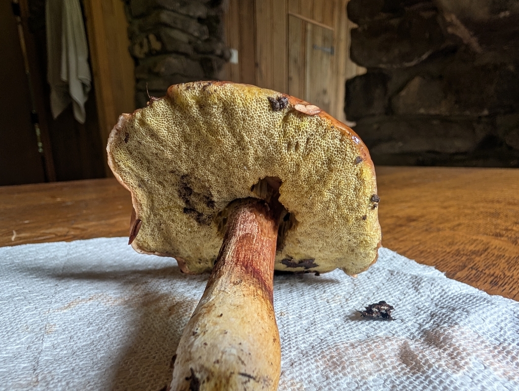 corrugated bolete · August 2026 · photo: Photo: no rights reserved · iNaturalist
