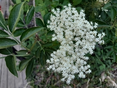 Sambucus nigra