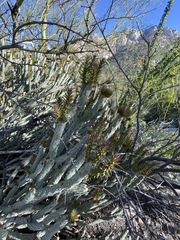 Cylindropuntia tesajo