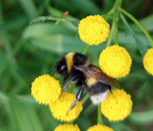 Sporadic Bumble Bee