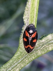 Cercopis intermedia