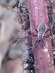 Physomerus grossipes