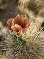 Cylindropuntia sanfelipensis