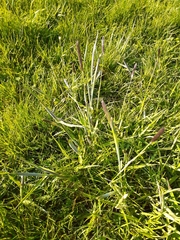 Alopecurus geniculatus