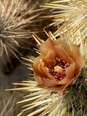 Cylindropuntia sanfelipensis