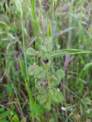 Bellevalia dubia boissieri