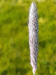 Alopecurus geniculatus