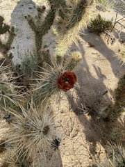 Cylindropuntia sanfelipensis